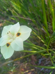 Dietes bicolor