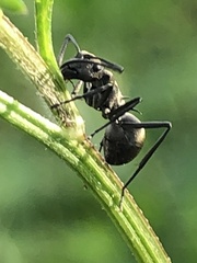 Polyrhachis