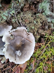 Tricholoma saponaceum