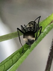 Polyrhachis