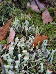 Cladonia digitata
