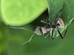 Polyrhachis
