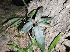 Ficus virens
