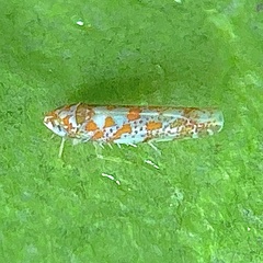 Dikrella maculata