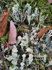 Cladonia digitata