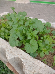 Urtica urens
