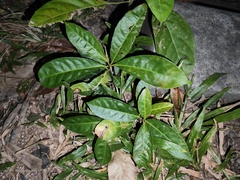 Excoecaria cochinchinensis