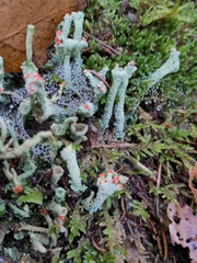 Cladonia digitata