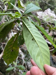 Gentianales