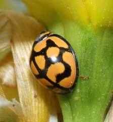 Cheilomenes lunata