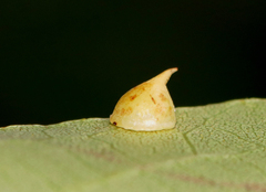 Caryomyia sanguinolenta