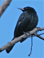 Agelasticus cyanopus