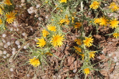 Scolymus