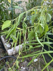 Capsicum annuum