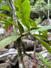 Gentianales