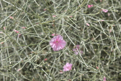 Convolvulus dorycnium