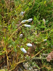 Ixia monadelpha