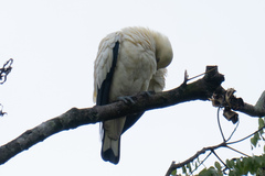 Ducula bicolor