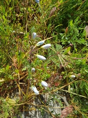 Ixia monadelpha