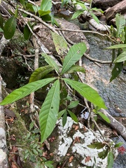 Gentianales