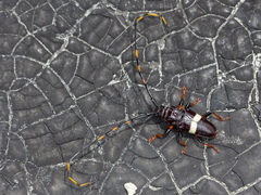 Trachyderes succinctus