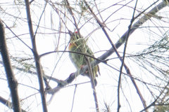 Psilopogon haemacephalus