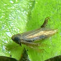 Graminella nigrifrons