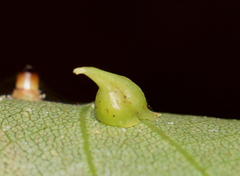 Caryomyia sanguinolenta