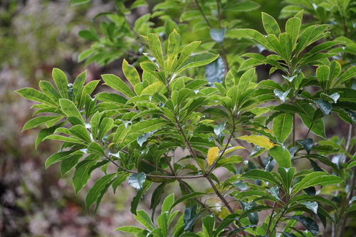 Pittosporum senacia subsp. senacia image