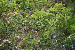 Pittosporum senacia image