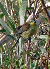 Agelasticus cyanopus