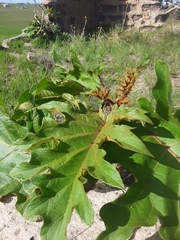 Solanum chrysotrichum