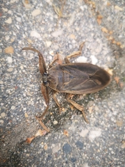 Lethocerus americanus