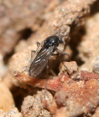Chironomoidea