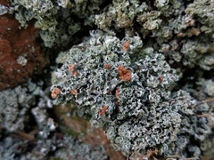 Cladonia caespiticia