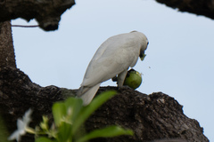 Cacatua goffiniana × Cacatua sulphurea