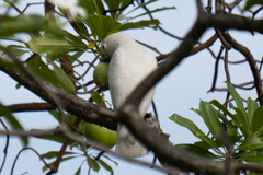 Cacatua goffiniana × Cacatua sulphurea