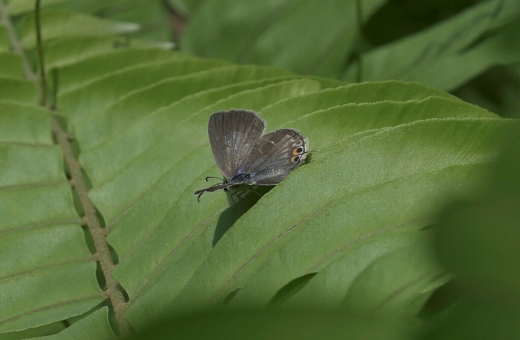 Common Cerulean