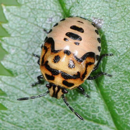 Twice-stabbed Stink Bug