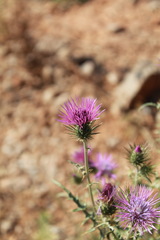 Ptilostemon chamaepeuce