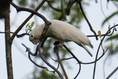 Cacatua goffiniana