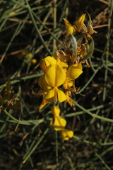 Securigera securidaca