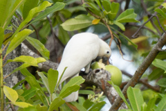 Cacatua goffiniana × Cacatua sulphurea