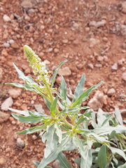 Reseda lutea