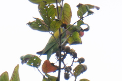 Psittacula alexandri