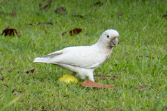 Cacatua goffiniana