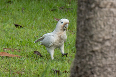 Cacatua goffiniana