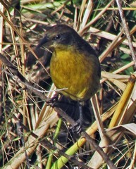 Agelasticus cyanopus