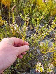 Erica imbricata