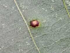 Caryomyia sanguinolenta